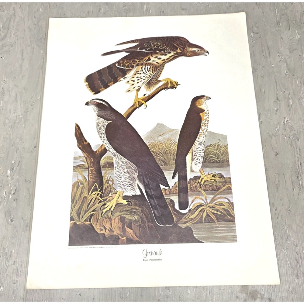 Vintage John James Audubon Goshawk Print Birds of America Art Plate Wall Decor